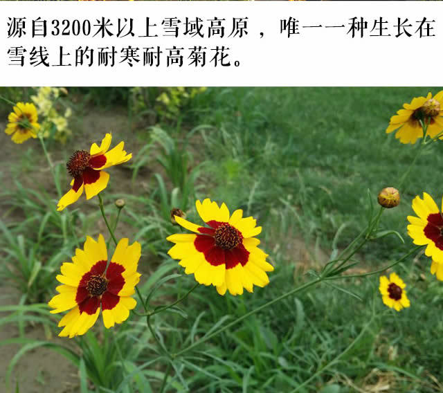 精选买三送一野生昆仑雪菊源自新疆昆仑山脉高原生长人工采摘自然阴干