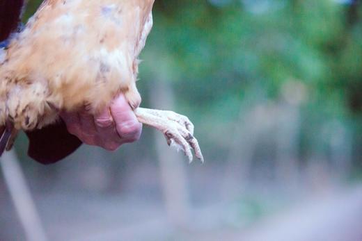 九华山山林老母鸡（500天散养） 商品图3