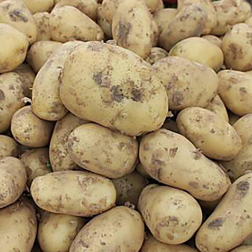 【公益助农】老爸推荐-青海互助县纳家村"65"土豆