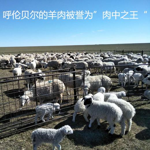 正宗呼伦贝尔羊肉、羊排、羊腿，天然散养，草地羔羊，适合炖汤，非常鲜美美味~ 商品图2