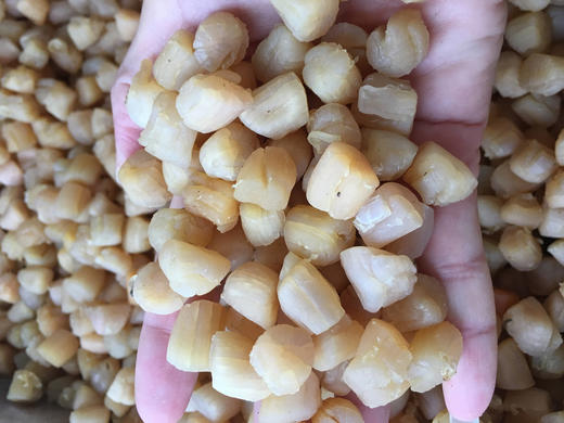 东山岛干贝瑶柱