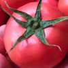 山东海阳普罗旺斯西红柿 新鲜天然番茄白玉黄瓜自然熟 农家水果孕妇包邮 商品缩略图3