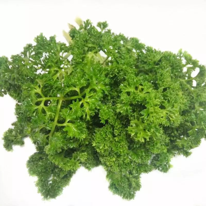 新鲜芳茜法国香菜