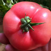 山东海阳普罗旺斯西红柿 新鲜天然番茄白玉黄瓜自然熟 农家水果孕妇包邮 商品缩略图2