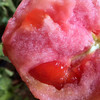 山东海阳普罗旺斯西红柿 新鲜天然番茄白玉黄瓜自然熟 农家水果孕妇包邮 商品缩略图6