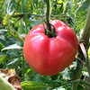山东海阳普罗旺斯西红柿 新鲜天然番茄白玉黄瓜自然熟 农家水果孕妇包邮 商品缩略图1