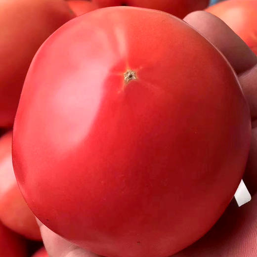 山东海阳普罗旺斯西红柿 新鲜天然番茄白玉黄瓜自然熟 农家水果孕妇包邮 商品图7