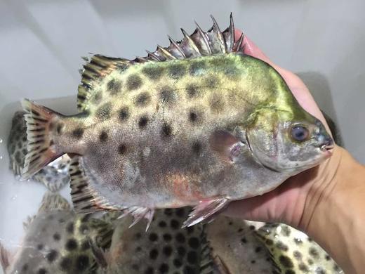 野生金鼓鱼福建省内满200包邮省外补拍运费差价咨询客服