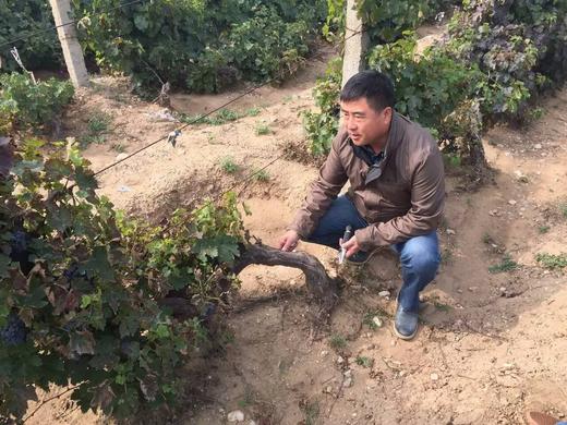 2016橡树堡珍藏赤霞珠干红750ML（2瓶） 商品图7