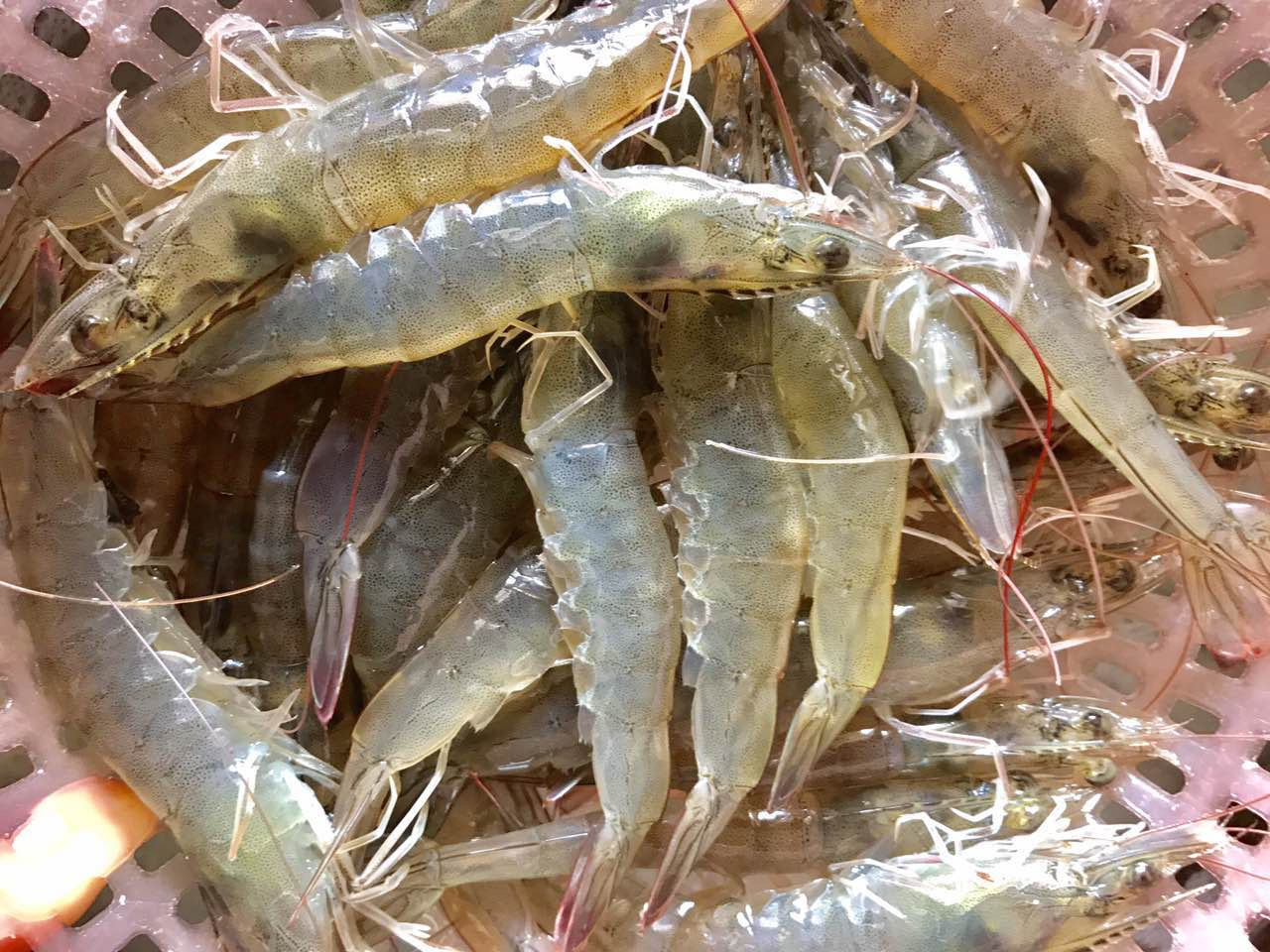 海鲜精选东山海鲜61活鲜野生海虾东山岛无污染海域捕捞虾肉鲜甜白灼