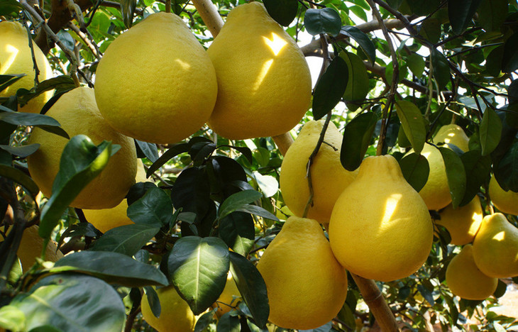 年末火爆促销中好山好水出好果桂林阳朔兴坪沙田柚4个果10斤礼品盒装