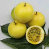 限时🔥活动 钦蜜9号黄金百香果 5斤  香甜   （常温存储 放黄放皱更甜） 商品缩略图3