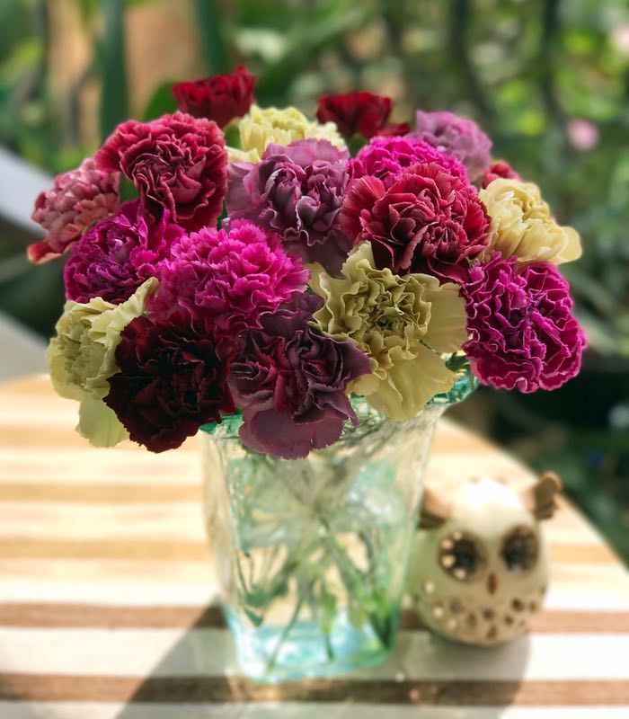 广州直发10人团哥伦比亚进口康乃馨7色混9枝699元起成团2周左右发货