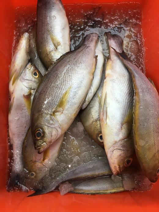 野生黄鸡鱼福建省内满200包邮省外补拍运费差价咨询客服