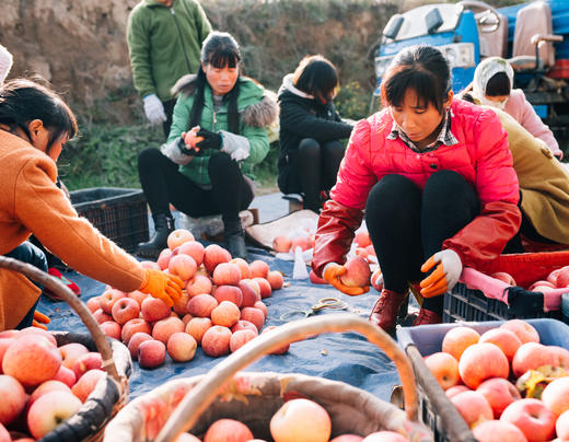 2025《爸爸的苹果》9颗装，12颗装，月卡、季卡、半年卡精品全熟果 商品图5