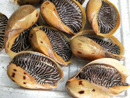 活冻野生大黄螺.福建省内满200包邮,省外补拍运费差价,咨询客服