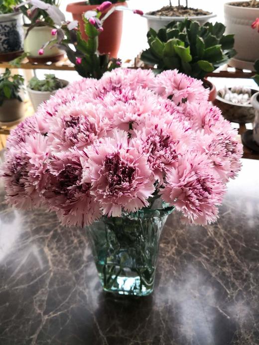 预售| 哥伦比亚进口康乃馨朱庇特,18枝/99.9元,12月3日左右发货