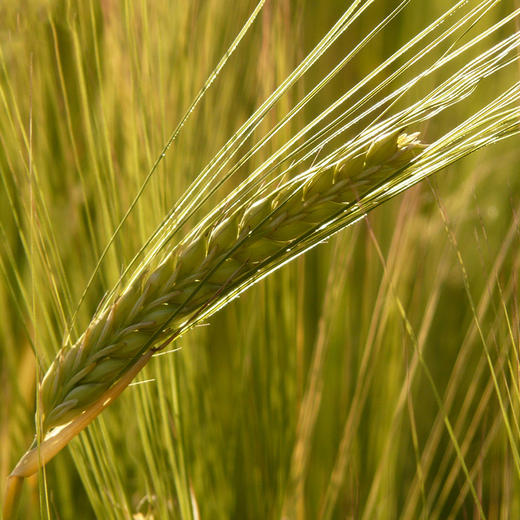 天然有机青稞杂粮 | 藏民长寿之源,养胃补脾,好吃不长胖