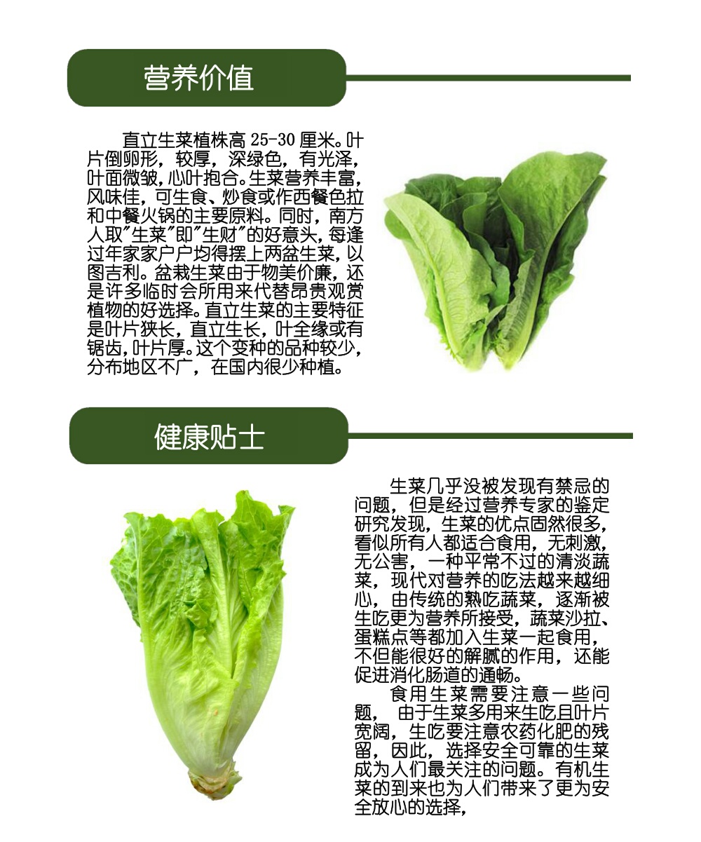 直立生菜300g/份