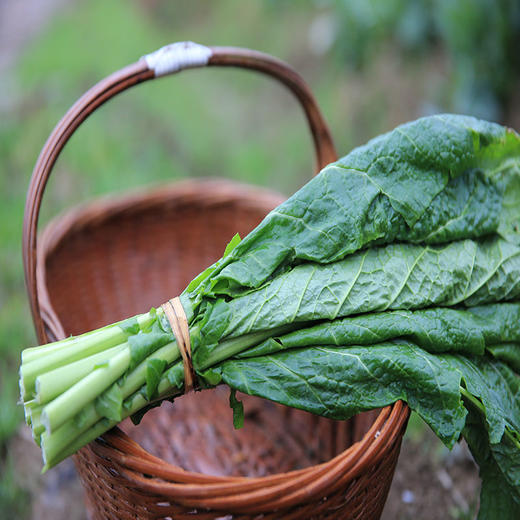 落汤青（400g）-略带苦味，建议焯水，用猪油炒香软些，色拉油炒口感偏硬哦 商品图1