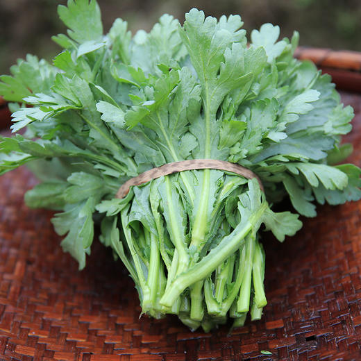 菊花菜的样子图片