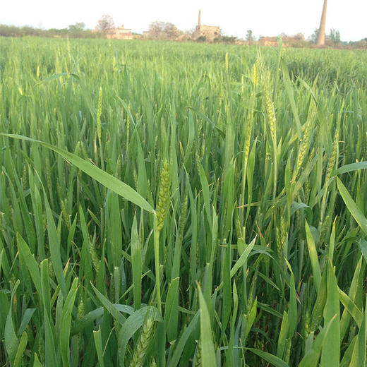 临汾生态种植小麦粒   500g*袋 商品图6