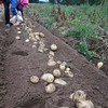 生态羊粪土豆 | 合作生产* Eco- potato | Coproduction 商品缩略图4