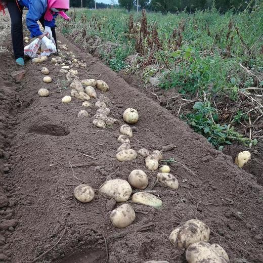 生态羊粪土豆 | 合作生产* Eco- potato | Coproduction 商品图4