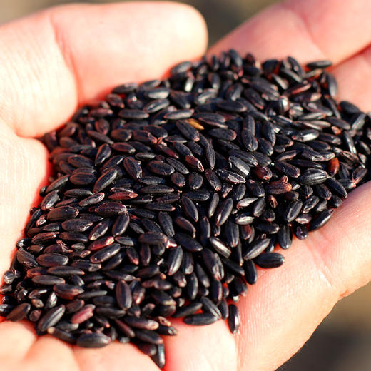 【山区杂粮】农家自种黑米  不染色  人工筛选  颗粒饱满、大小均匀  做法多样  容易搭配  400g 商品图2