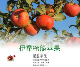 伊犁蜜脆苹果 6斤以上/箱 9个以上大果