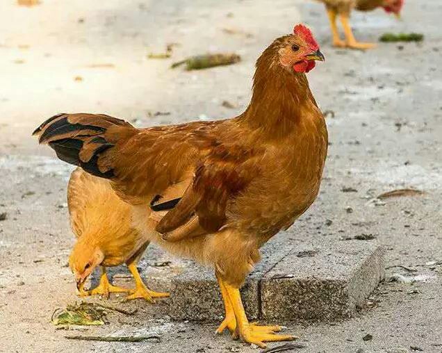 林地散养140天仔母鸡