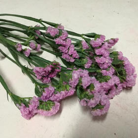 勿忘我2-3支小扎