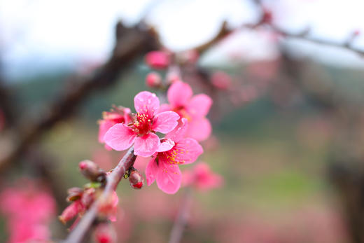 花花世界 山水桂林:  ——广西桂林、万亩梨花、千亩桃花、萝卜花海、漓江渔火、遇龙河、黄姚古镇、相公山4—7天摄影团 商品图0