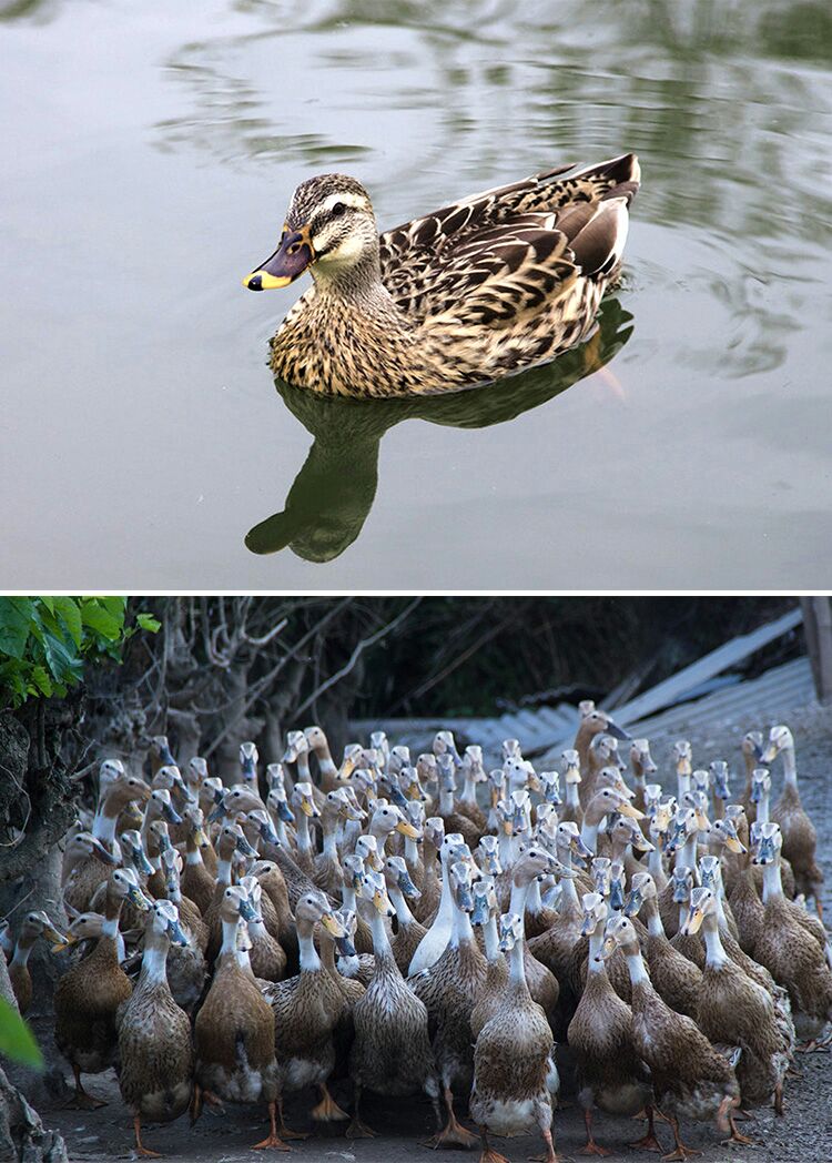 老汉农庄散养2年老鸭1200g