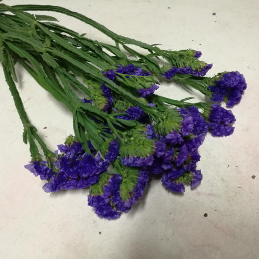 勿忘我2-3支小扎 商品图1