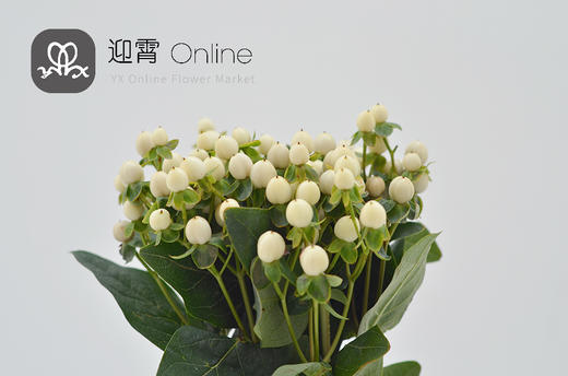 进口金丝桃火龙珠白色hypericum