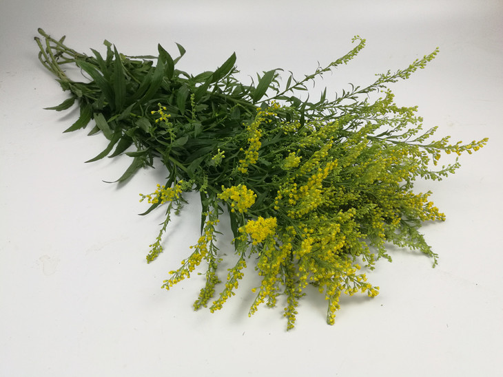 花市直销黄莺草2小扎