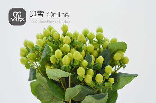 进口金丝桃火龙珠绿色hypericum