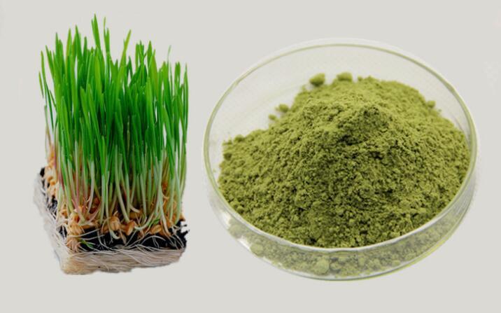 小麦草粉小麦苗粉小麦苗青汁速溶小麦草粉