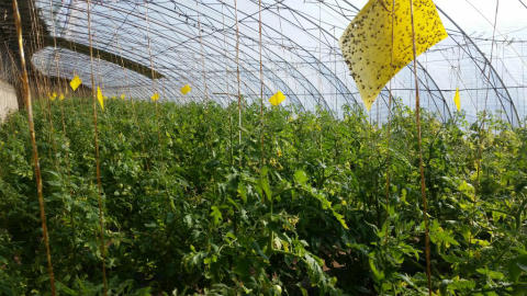 彩虹雨有机蔬菜现摘新鲜草莓西红柿番茄4斤/6斤装欧盟认证全国包邮 商品图6