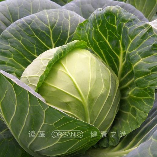 有机牛心包菜 (约500g/个) |情圆自产|新鲜脆嫩|自然生长 商品图1