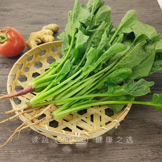 菠菜|鲜嫩爽口|清新自然 商品图0
