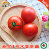 包邮 彩虹雨 新鲜有机蔬菜 水果番茄西红柿3斤装 农场配送 商品缩略图1
