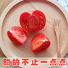 包邮 彩虹雨 新鲜有机蔬菜 水果番茄西红柿3斤装 农场配送 商品缩略图2