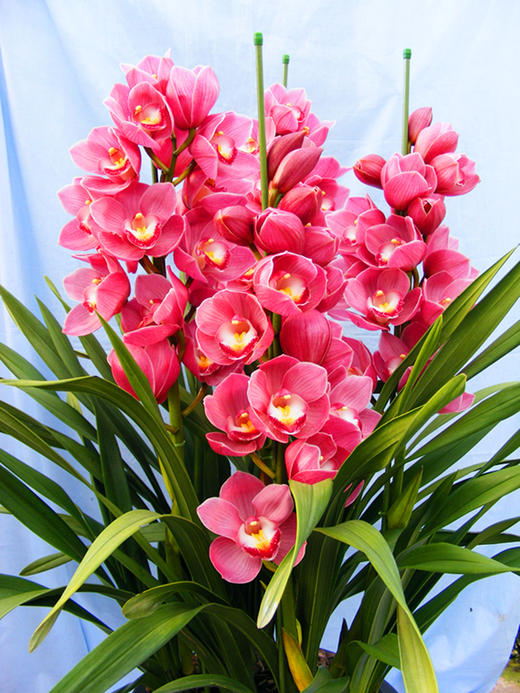 大花蕙兰盆栽(原盆大苞 快递发货)