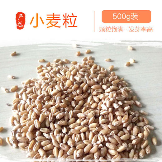 临汾生态种植小麦粒   500g*袋 商品图0