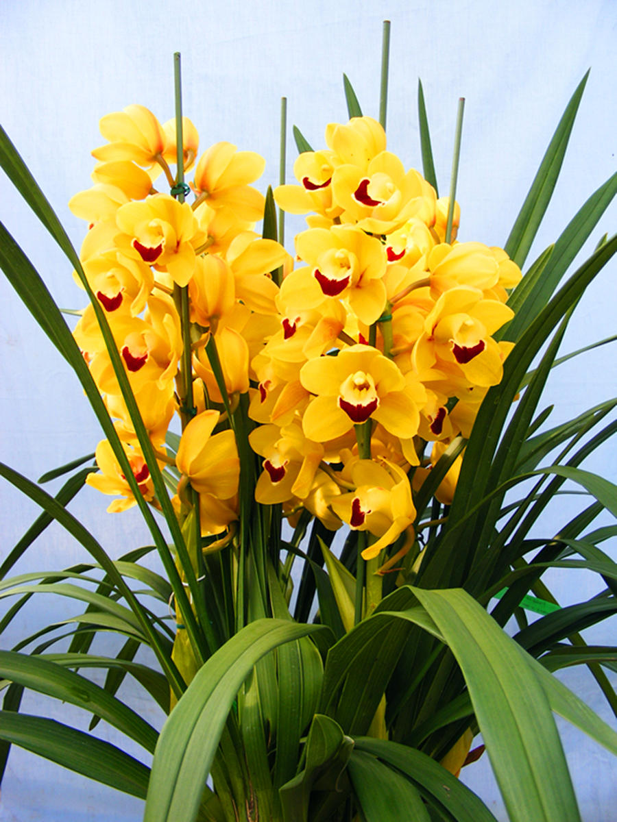 大花蕙兰盆栽(原盆大苞 快递发货)