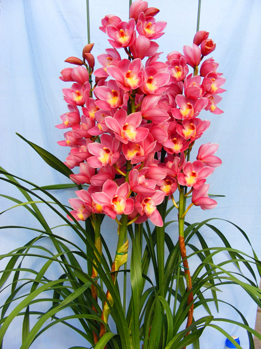 大花蕙兰盆栽(原盆大苞 快递发货)