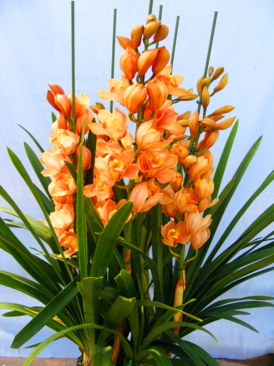 大花蕙兰盆栽(原盆大苞 快递发货)