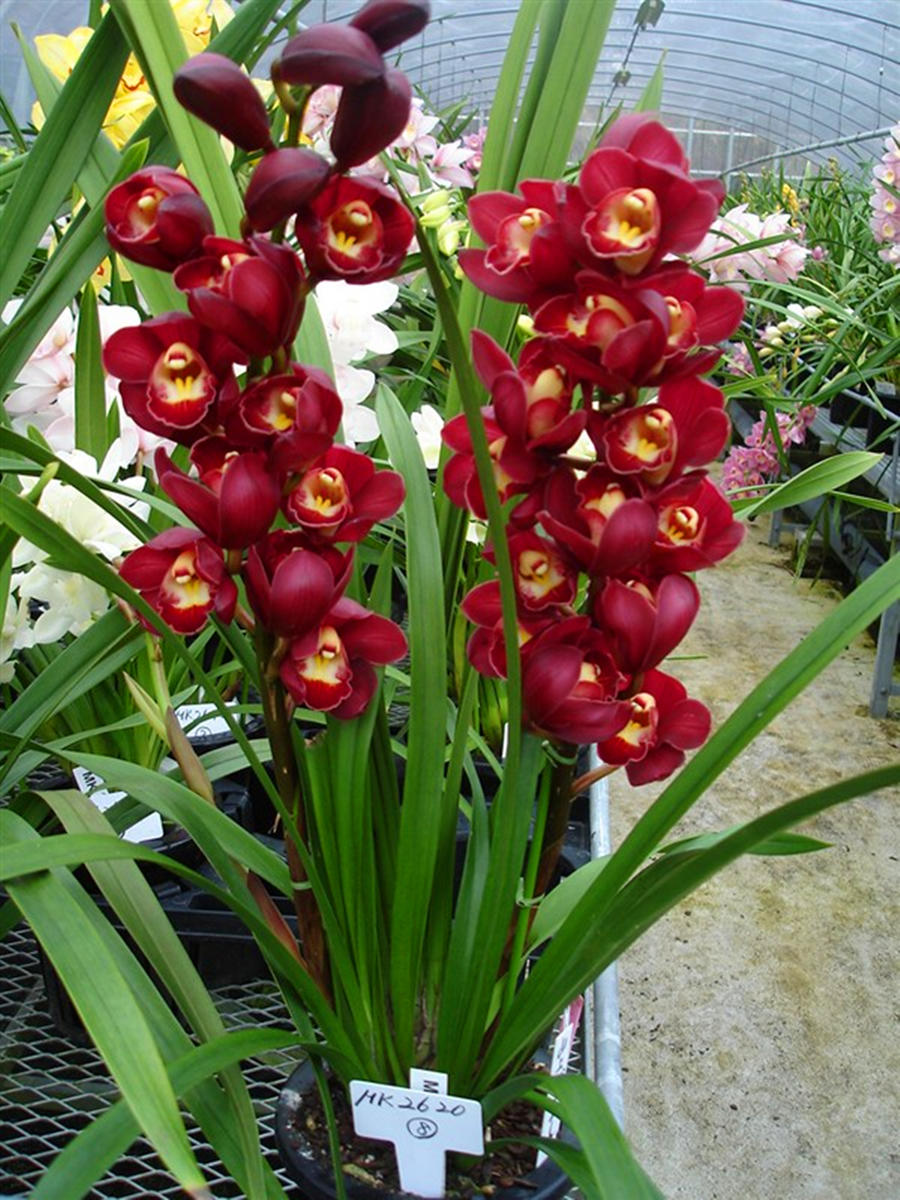 大花蕙兰盆栽(原盆大苞 快递发货)